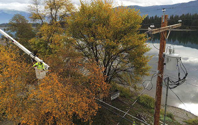 Vegetation management crew working from a bucket truck to trim trees growing near overhead power lines.